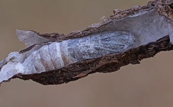 Yucca Giant-Skipper
Chrysalis